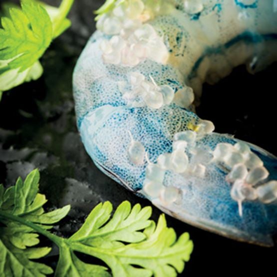 Une gambas particulièrement appréciée crue en sashimi