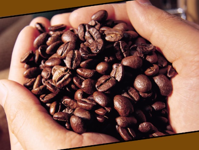 Mains tenant une généreuse poignée de grains de café torréfiés, brillants et uniformément brunis. L’image met en valeur la richesse aromatique du café et l’attention portée à la qualité du produit.