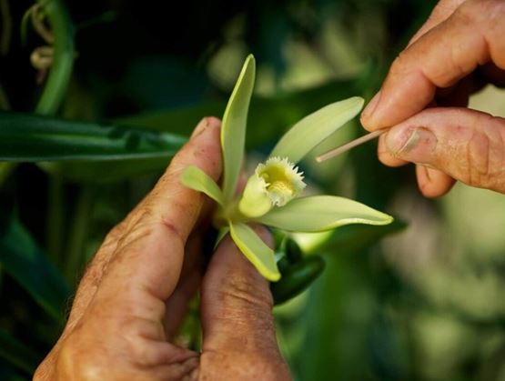 Gros plan sur des mains effectuant la pollinisation manuelle d’une fleur de vanille à l’aide d’un petit outil fin. L’image illustre un geste précis et traditionnel, essentiel à la culture de la vanille dans certaines régions du monde.