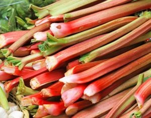 Fresh rhubarb gourmet seasonal selection