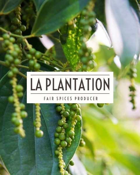 Gousses de poivre vert suspendues sur une branche dans une plantation avec le logo La Plantation